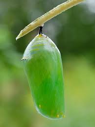 Attēlu rezultāti vaicājumam “cocoon”