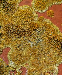 Attēlu rezultāti vaicājumam “Caloplaca saxicola”