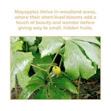 Attēlu rezultāti vaicājumam “Scheuchzeria palustris fruit”