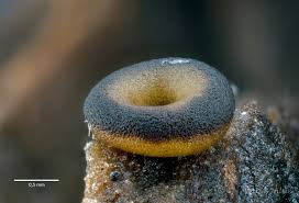 Attēlu rezultāti vaicājumam “Hemitrichia clavata stalked”