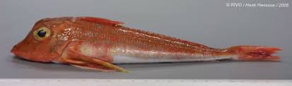 Image result for Chelidonichthys cuculus