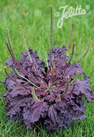 Attēlu rezultāti vaicājumam “Plantago major leaf”