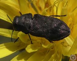 Attēlu rezultāti vaicājumam “Anthaxia quadripunctata”