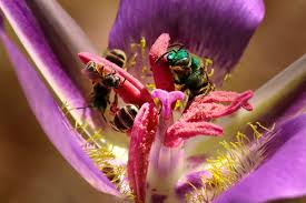 Image result for Boccia In Epsom & Ewell (Bees)