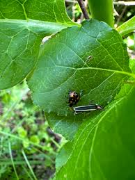 Image result for Fareham Fireflys Yc