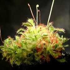 Image result for Drosera