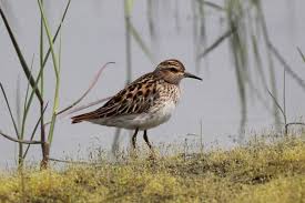 Image result for Calidris subminuta
