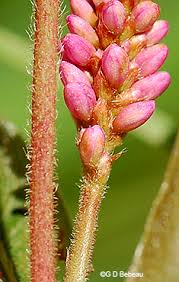 Attēlu rezultāti vaicājumam “Polygonum amphibium flower”