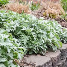 Image result for Artemisia gmelinii
