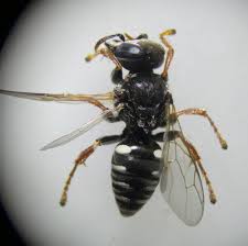 Attēlu rezultāti vaicājumam “Crabronidae”