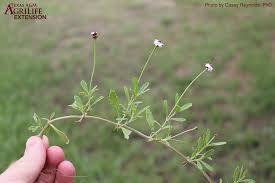 Attēlu rezultāti vaicājumam “Fruticola fruticum”