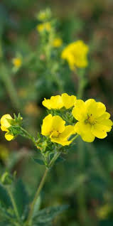 Image result for Potentilla recta