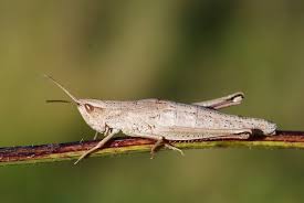 Attēlu rezultāti vaicājumam “Chrysochraon dispar”