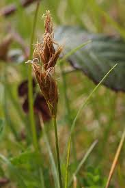 Attēlu rezultāti vaicājumam “Carex arenaria”