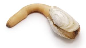 Image result for geoduck