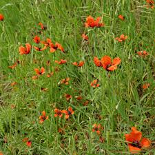 Attēlu rezultāti vaicājumam “Papaver argemone leaf”