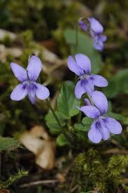 Attēlu rezultāti vaicājumam “Viola reichenbachiana”