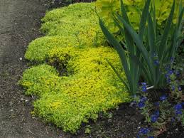 Attēlu rezultāti vaicājumam “Sedum sexangulare”