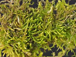 Attēlu rezultāti vaicājumam “Pseudoleskeella nervosa”