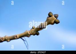 Attēlu rezultāti vaicājumam “Fraxinus excelsior Pendula bud”