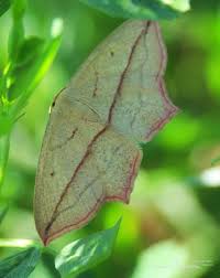 Attēlu rezultāti vaicājumam “Timandra comae”