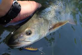 Image result for Ptychocheilus grandis