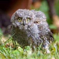 Image result for Otus scops