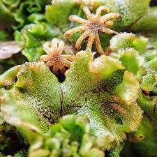 Attēlu rezultāti vaicājumam “Marchantiopsida”