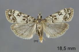 Attēlu rezultāti vaicājumam “Eudonia lacustrata”