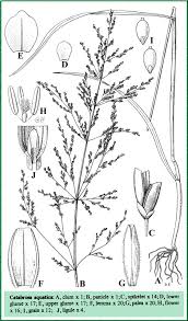 Image result for rosa aquatica