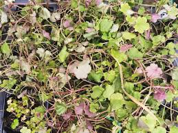 Attēlu rezultāti vaicājumam “Cymbalaria muralis leaf”