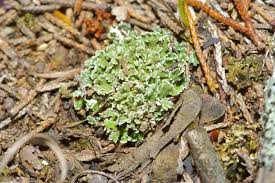 Attēlu rezultāti vaicājumam “Cladonia caespiticia”