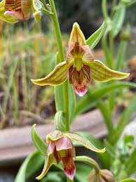 Attēlu rezultāti vaicājumam “Epipactis”