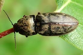 Attēlu rezultāti vaicājumam “Prosternon tessellatum”