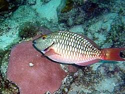 Image result for Sparisoma viride