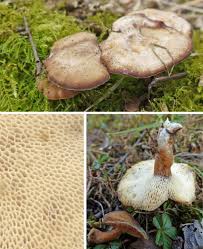 Attēlu rezultāti vaicājumam “Polyporus brumalis”