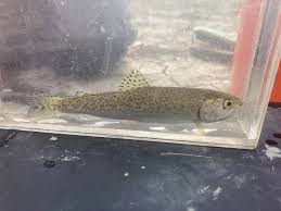 Image result for Oncorhynchus clarkii