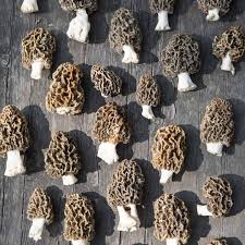 Attēlu rezultāti vaicājumam “Morchella esculenta”