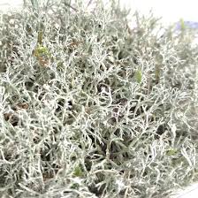 Attēlu rezultāti vaicājumam “Cladonia rangiferina”