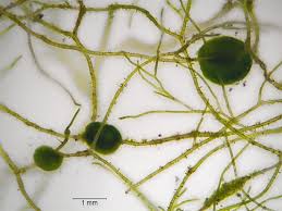 Attēlu rezultāti vaicājumam “Chaetophora pisiformis”