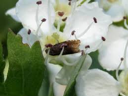 Attēlu rezultāti vaicājumam “Pammene rhediella”