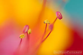 Attēlu rezultāti vaicājumam “Dianema nivale macro”