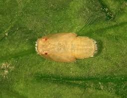 Attēlu rezultāti vaicājumam “Trioza dispar nymph”