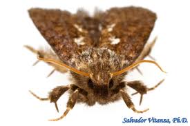 Attēlu rezultāti vaicājumam “Tineidae”