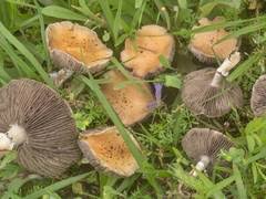 Attēlu rezultāti vaicājumam “Protostropharia alcis”