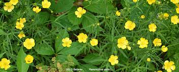 Attēlu rezultāti vaicājumam “Ranunculus acris flower”