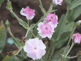 Image result for Lychnis coronaria