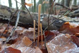 Attēlu rezultāti vaicājumam “Typhula setipes”