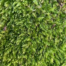 Attēlu rezultāti vaicājumam “Rhynchostegiella tenella macro”