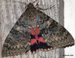 Attēlu rezultāti vaicājumam “Catocala fulminea”